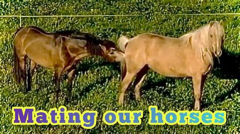 Horse Porn Tube. Watch Free Stallion & Mare Porn